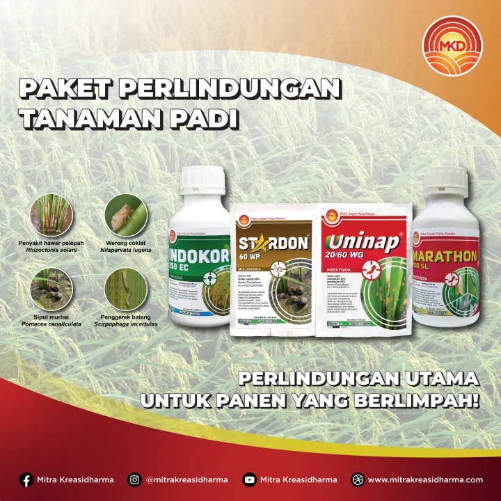 Top Guard Insect Control For Rice RICE PEST AND DISEASE CONTROL STRATEGIES TO INCREASE PRODUCTION