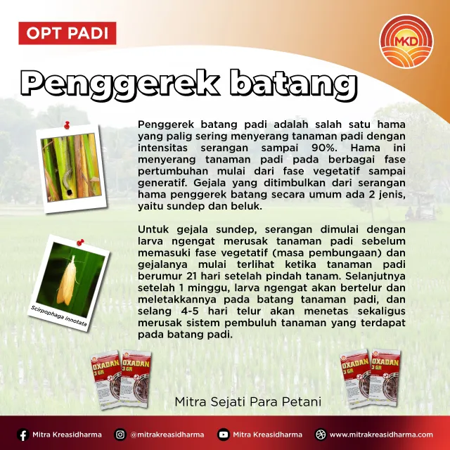 OXADAN 3 GR, PERLINDUNGAN SISTEMIK UNTUK PANEN PADI LEBIH MAKSIMAL