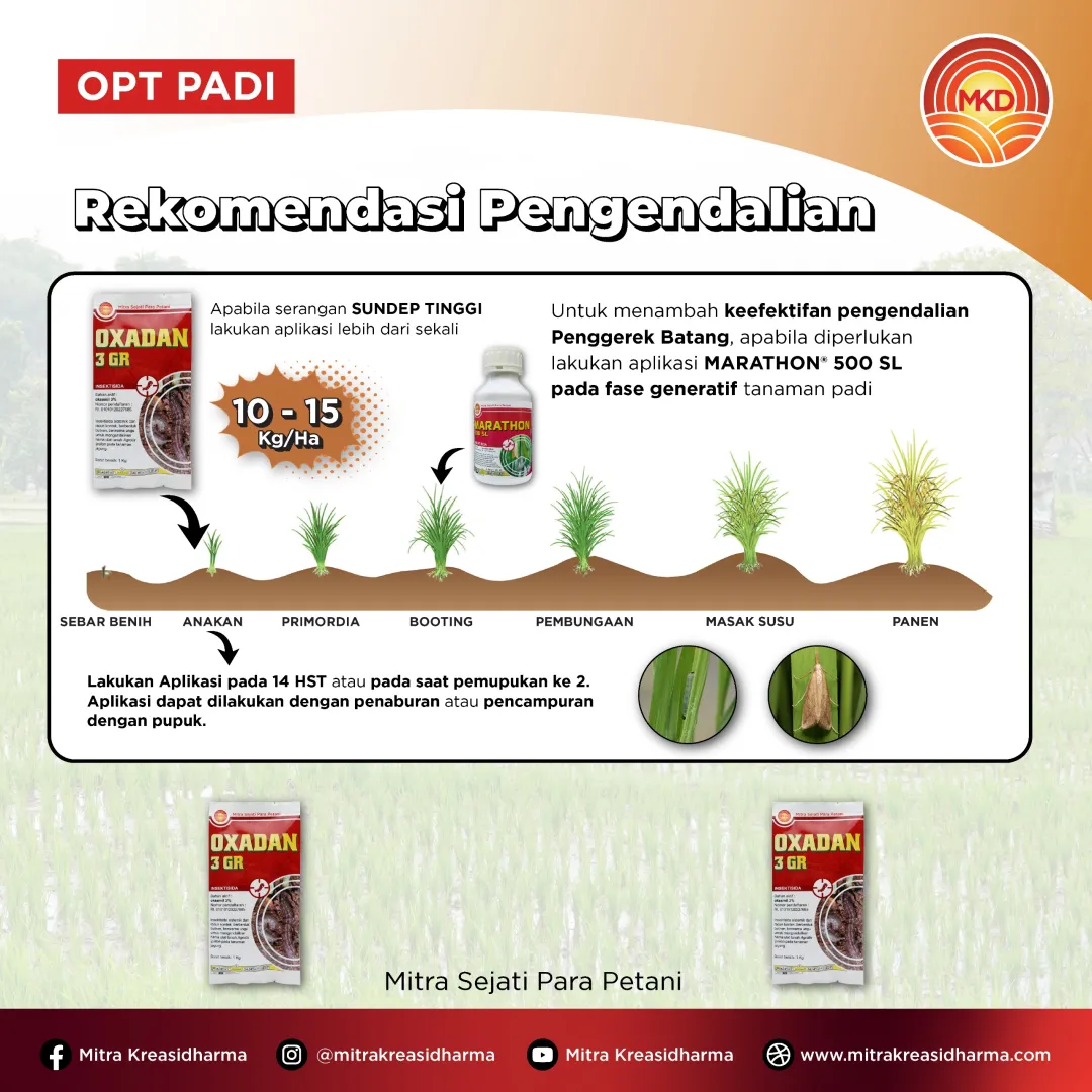 OXADAN 3 GR, PERLINDUNGAN SISTEMIK UNTUK PANEN PADI LEBIH MAKSIMAL