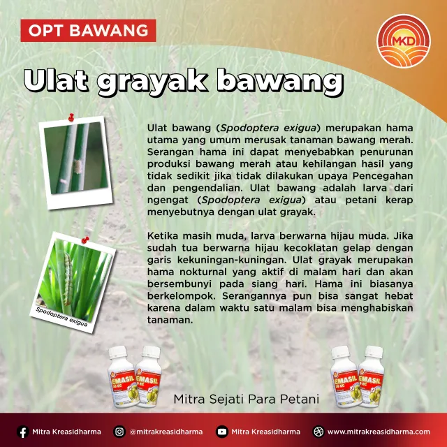 LINDUNGI TANAMAN BAWANG MERAH DARI ULAT GRAYAK DENGAN EMASIL 30 EC