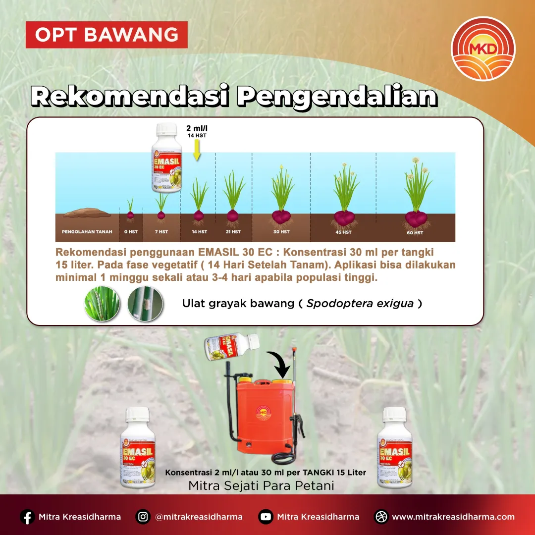 LINDUNGI TANAMAN BAWANG MERAH DARI ULAT GRAYAK DENGAN EMASIL 30 EC