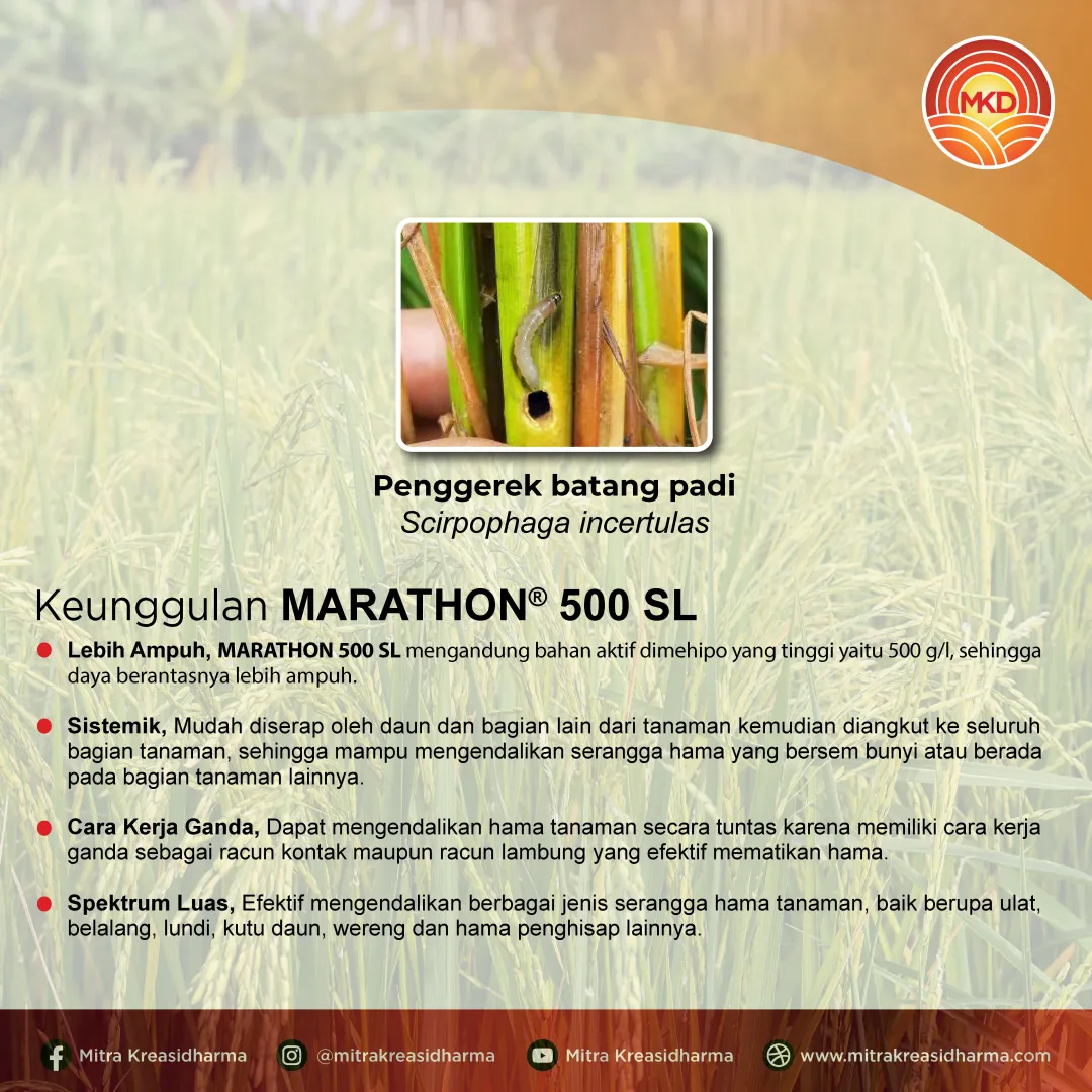 MARATHON® 500 SC, ANDALAN KENDALIKAN PENGGEREK BATANG PADI