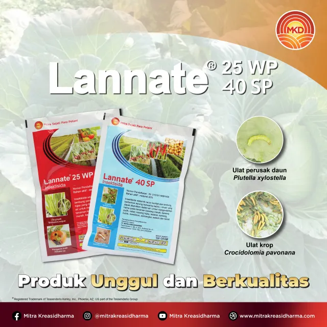LANNATE®: INSEKTISIDA ANDALAN UNTUK PERLINDUNGAN TANAMAN KUBIS
