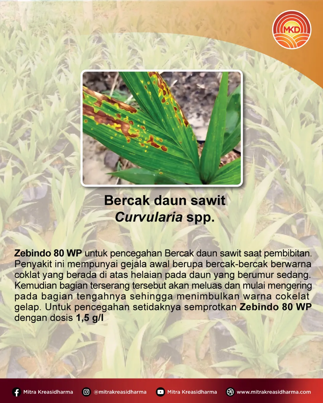 CEGAH BERCAK DAUN SEJAK DINI, JAGA KESEHATAN BIBIT SAWIT DENGAN ZEBINDO®  80 WP