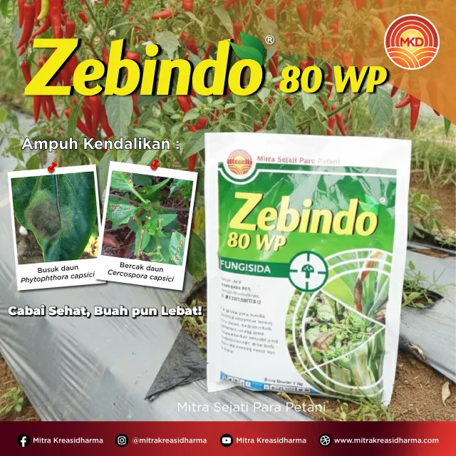 PROTECT CHILI PLANTS FROM DISEASES WITH ZEBINDO® 80 WP