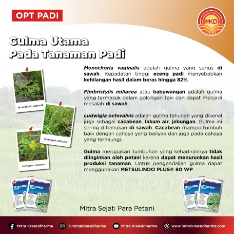 METSULINDO PLUS® 80 WP: AN EFFECTIVE SOLUTION TO CONTROL WEEDS IN RICE PLANTS