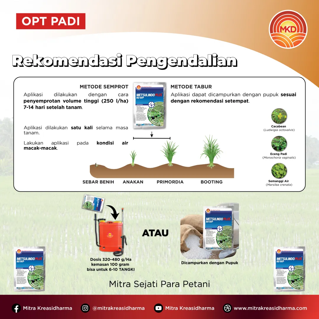 METSULINDO PLUS® 80 WP: SOLUSI EFEKTIF KENDALIKAN GULMA PADA TANAMAN PADI