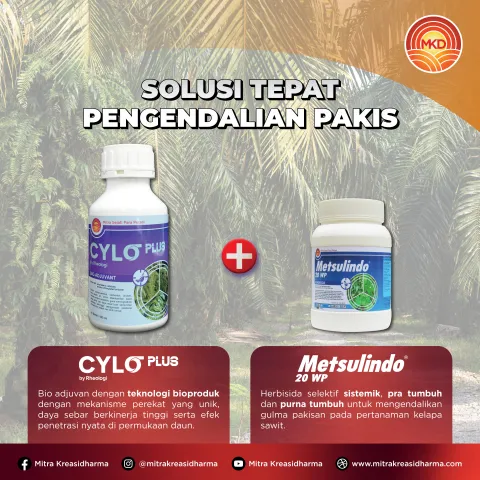 SOLUSI TUNTAS GULMA PAKISAN: KOMBINASI METSULINDO® 20 WP DAN CYLO PLUS UNTUK HASIL MAKSIMAL