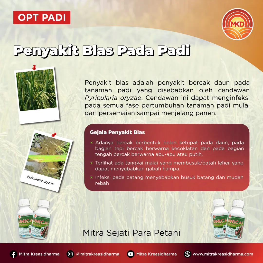 UNICAL® 200/125 SC: SOLUSI ANDAL MELINDUNGI PADI DARI PENYAKIT BLAS