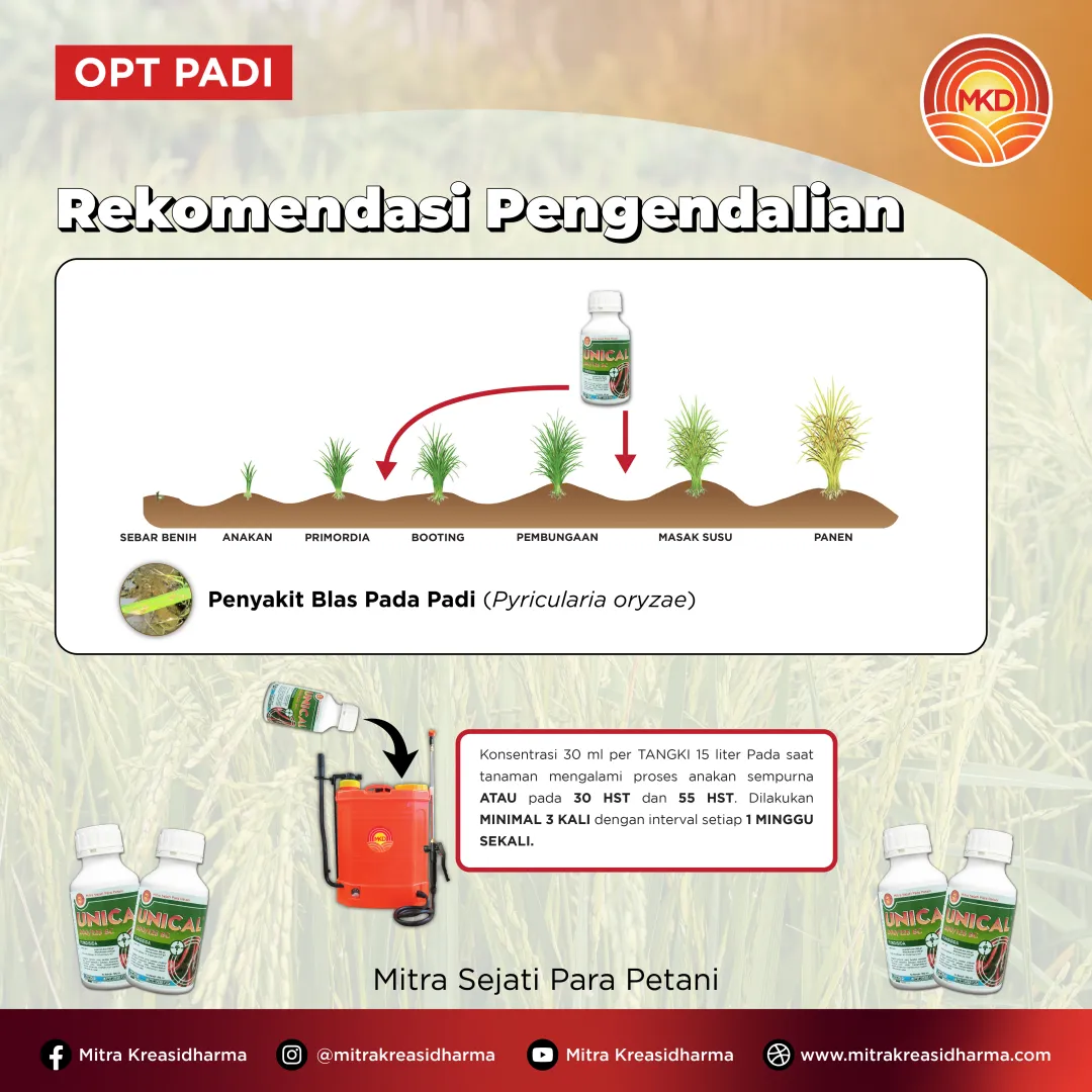 UNICAL® 200/125 SC: SOLUSI ANDAL MELINDUNGI PADI DARI PENYAKIT BLAS