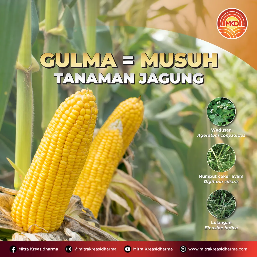 PENGENDALIAN GULMA SEJAK DINI, KUNCI MENJAGA POTENSI HASIL JAGUNG
