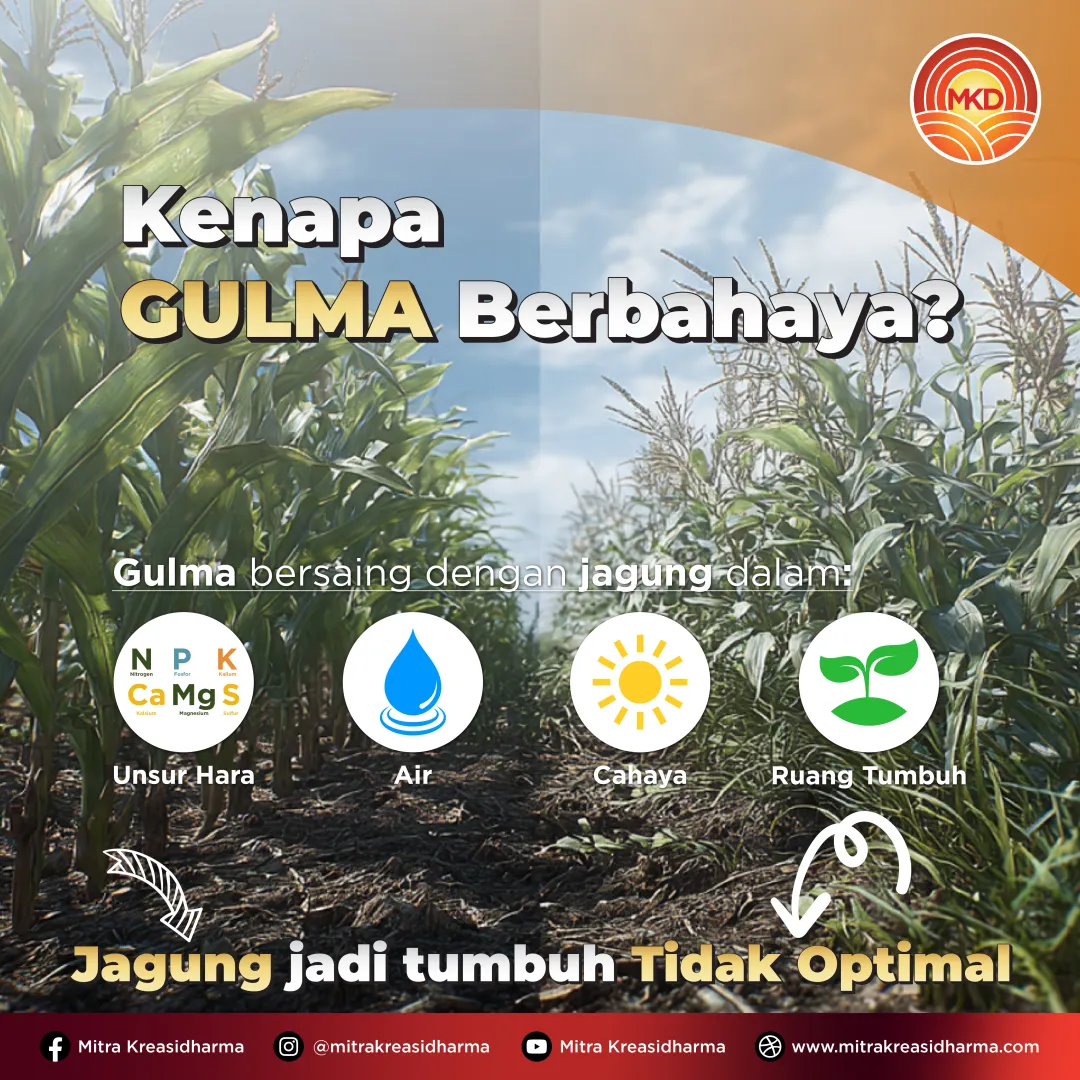 PENGENDALIAN GULMA SEJAK DINI, KUNCI MENJAGA POTENSI HASIL JAGUNG