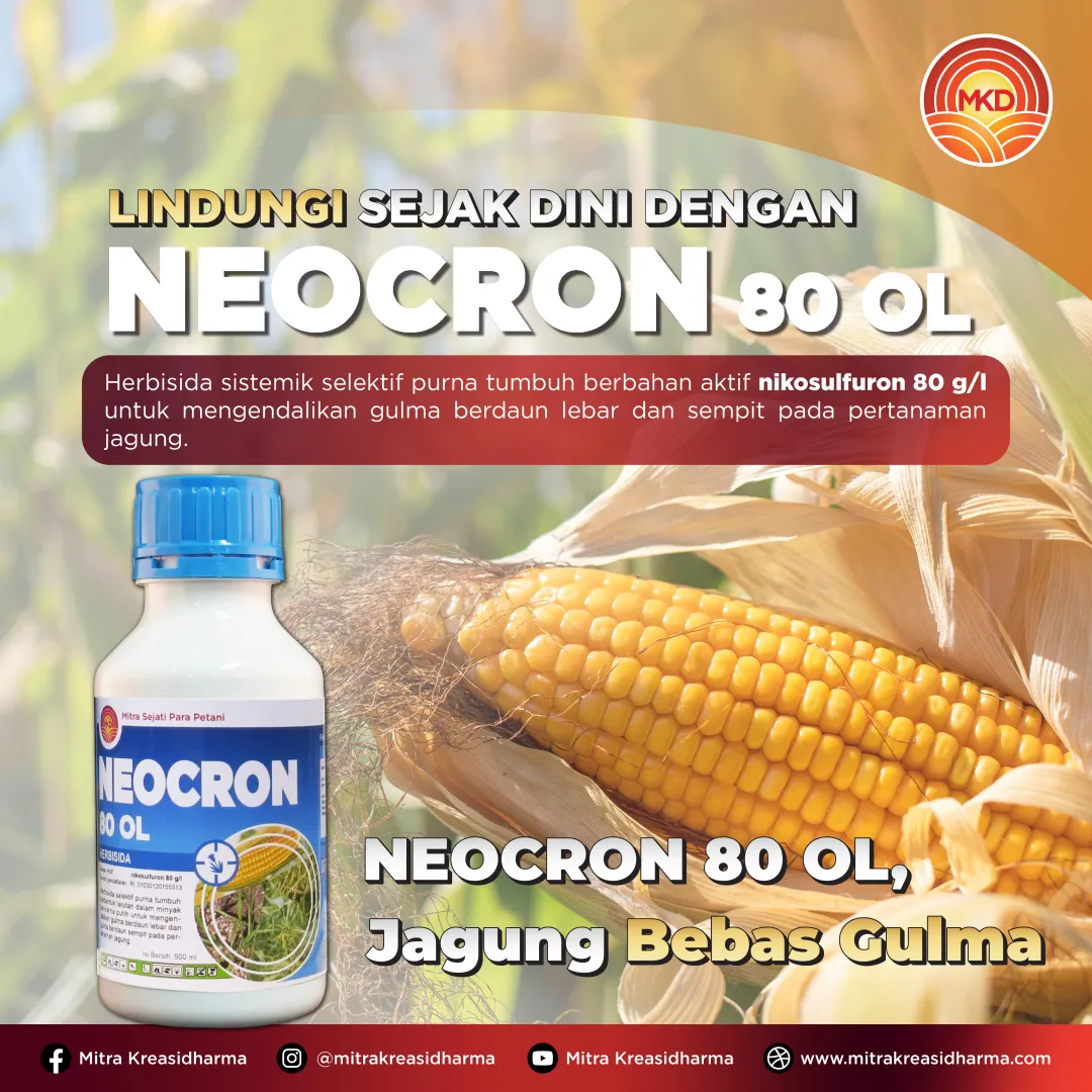 PENGENDALIAN GULMA SEJAK DINI, KUNCI MENJAGA POTENSI HASIL JAGUNG