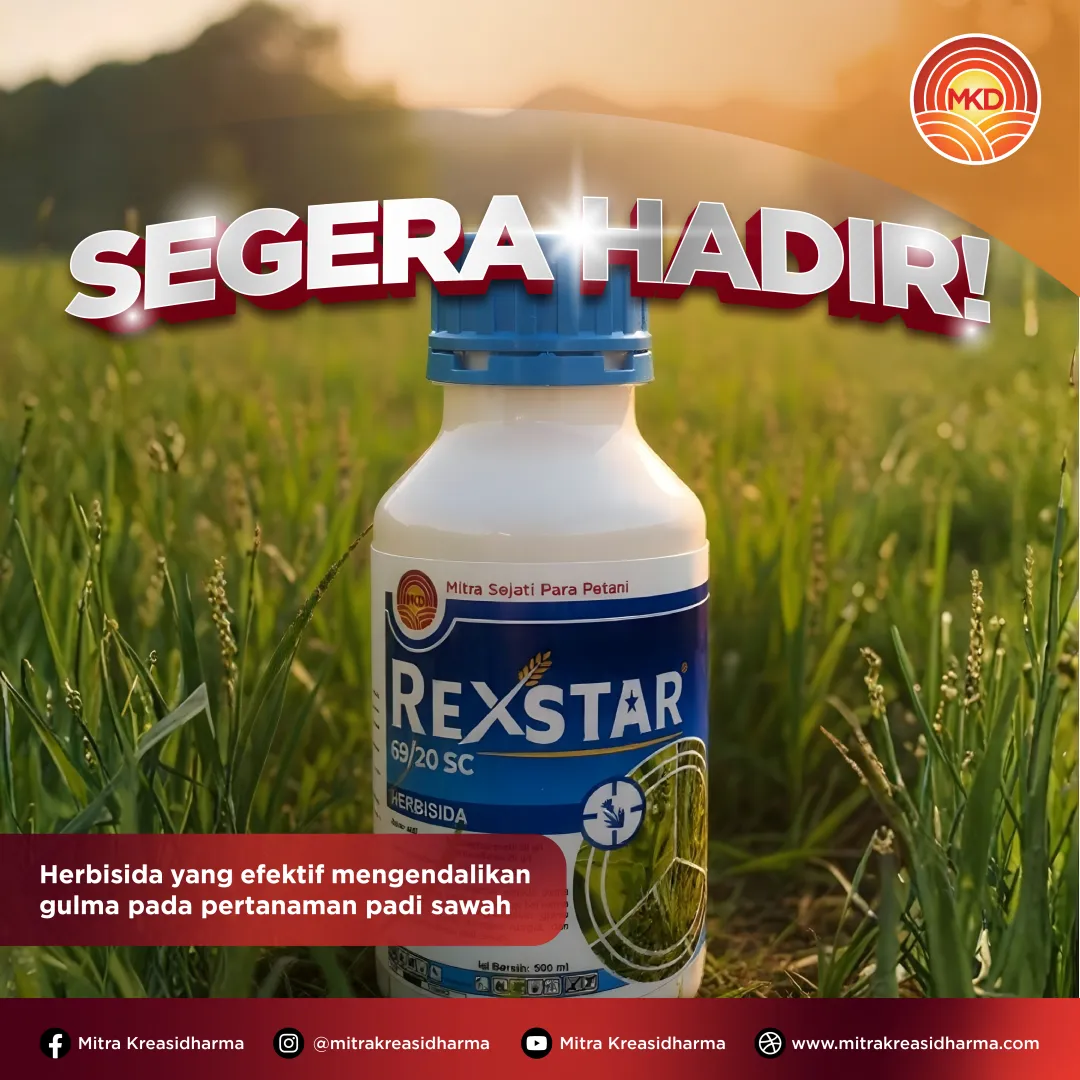SEGERA HADIR REXSTAR 69/20 SC!