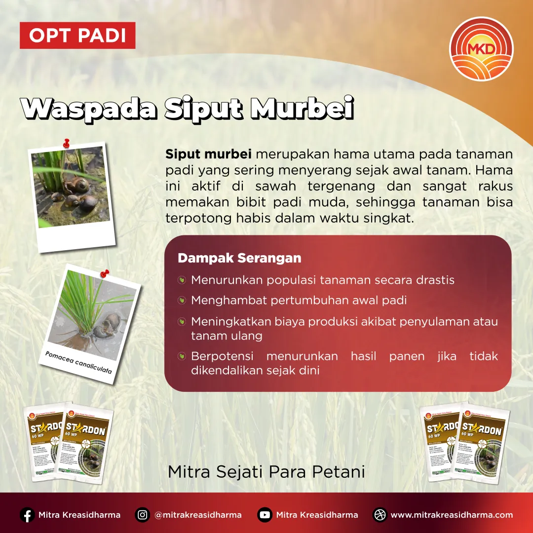 STARDON® 60 WP: SOLUSI CEPAT KENDALIKAN KEONG MAS SEJAK AWAL TANAM PADI!