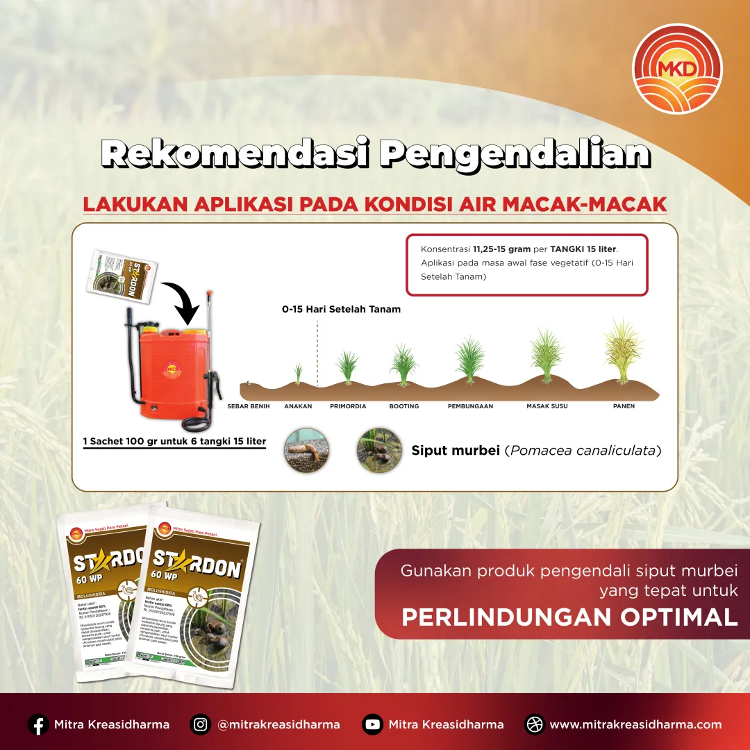 STARDON® 60 WP: SOLUSI CEPAT KENDALIKAN KEONG MAS SEJAK AWAL TANAM PADI!