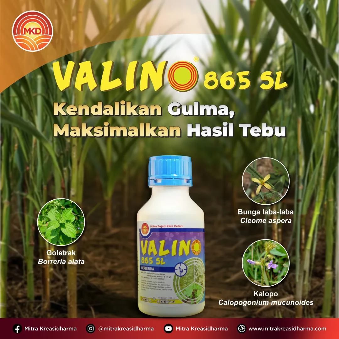 VALINO® 865 SL: HERBISIDA ANDALAN UNTUK PENGENDALIAN GULMA PADA LAHAN TEBU