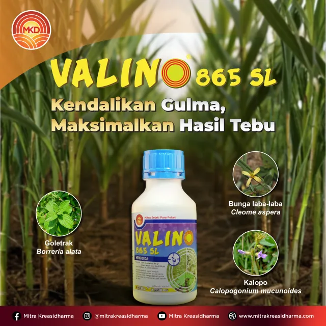 VALINO® 865 SL: HERBISIDA ANDALAN UNTUK PENGENDALIAN GULMA PADA LAHAN TEBU