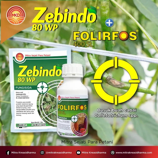 Cegah Busuk Buah Cabai Sejak Dini dengan Kombinasi Zebindo® 80 WP + Folirfos® 400 SL