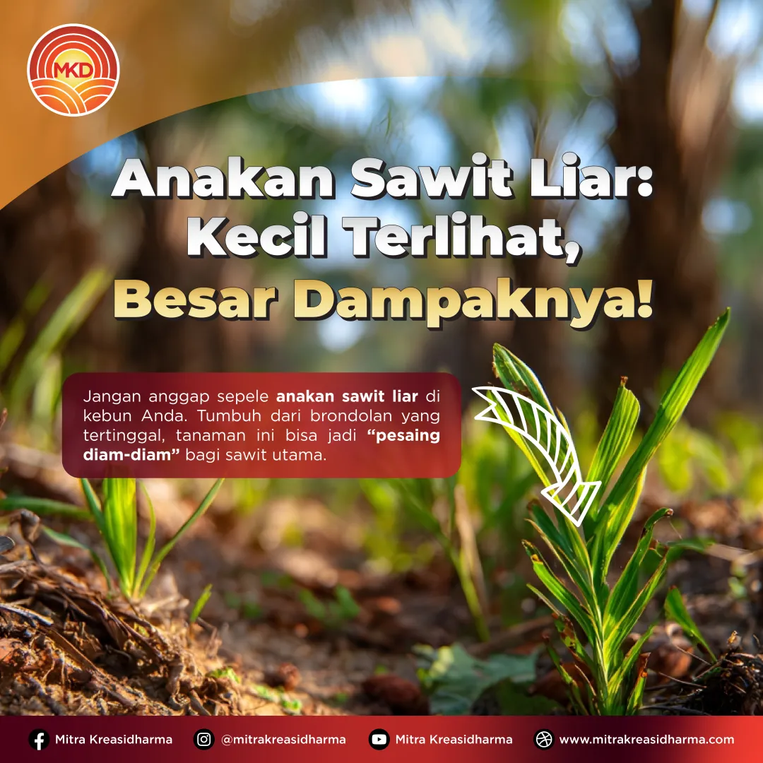 Kecil Terlihat, Besar Dampaknya: Waspadai Anakan Sawit Liar di Kebun Anda!