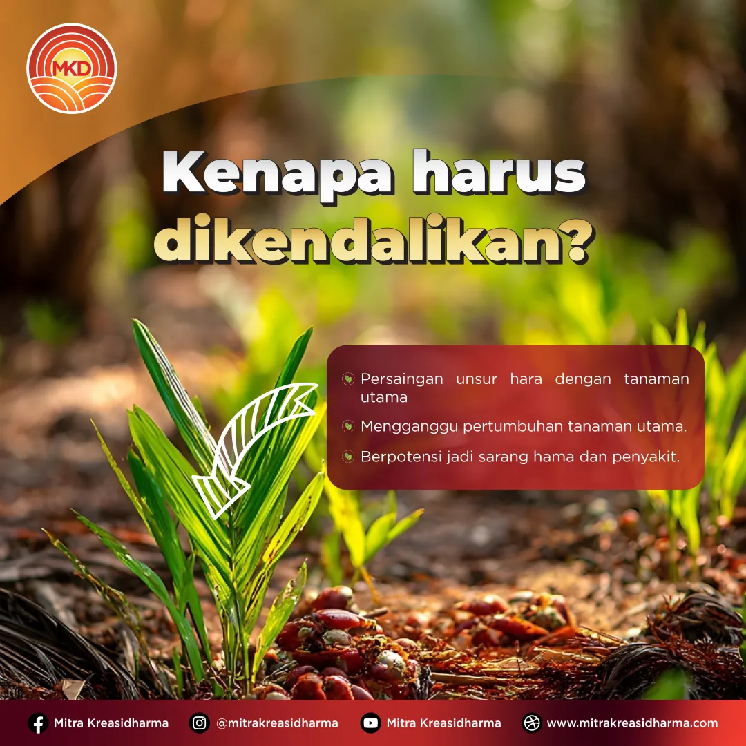 Kecil Terlihat, Besar Dampaknya: Waspadai Anakan Sawit Liar di Kebun Anda!
