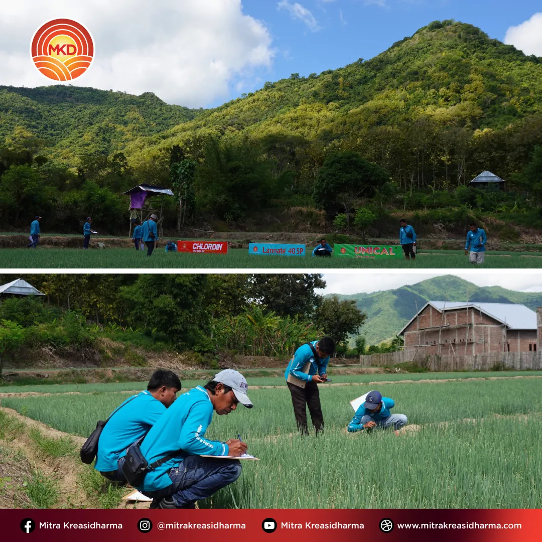 MKD Hadirkan Solusi Pertanian Adaptif melalui Training Product Knowledge di NTB
