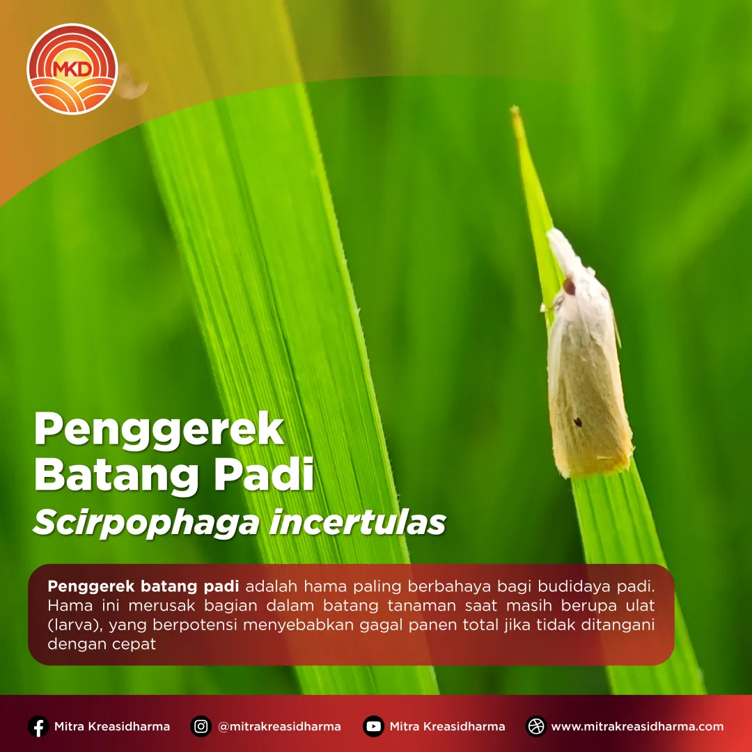 Lindungi Padi Sejak Awal dari Serangan Penggerek Batang dengan CHLORDIN® 100/200 SC