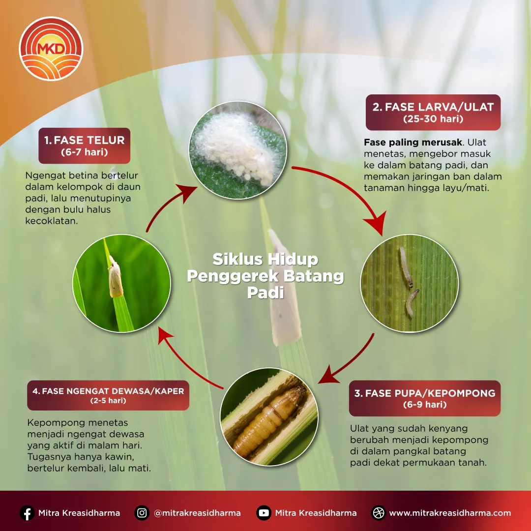 Lindungi Padi Sejak Awal dari Serangan Penggerek Batang dengan CHLORDIN® 100/200 SC