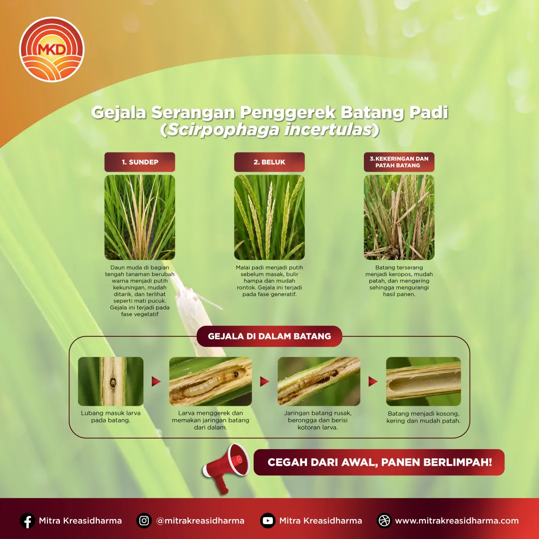 Lindungi Padi Sejak Awal dari Serangan Penggerek Batang dengan CHLORDIN® 100/200 SC
