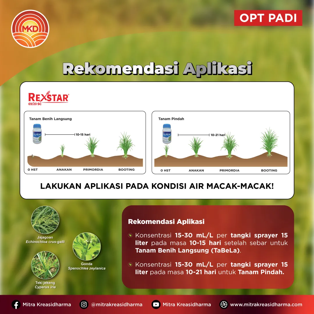 TELAH HADIR! REXSTAR® 69/20 SC, Solusi Tepat Kendalikan Gulma pada Padi Sawah