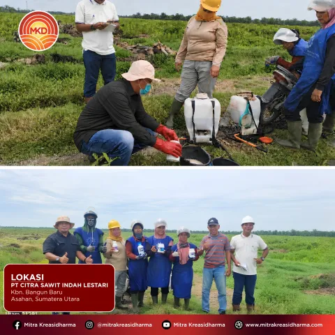 MKD's Concrete Steps to Support More Productive Palm Oil Plantations
