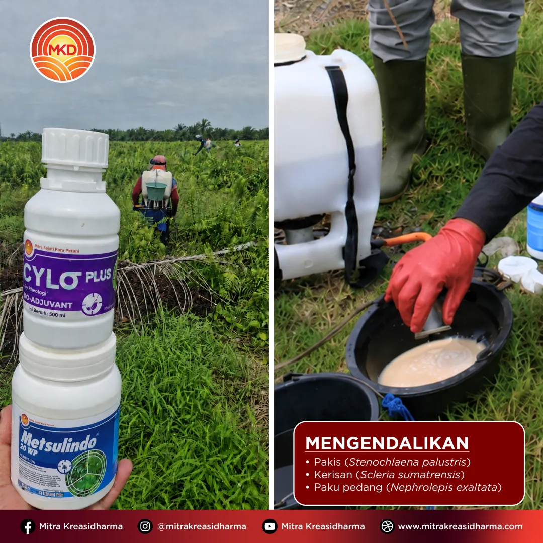 Langkah Nyata MKD Mendukung Perkebunan Sawit yang Lebih Produktif