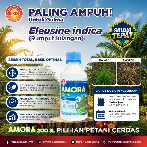 Rumput Lulangan (Eleusine indica): Gulma Sulit yang Harus Dikendalikan Sejak Dini dengan AMORA 200 SL
