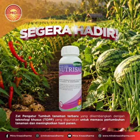 NUTRISAE Resmi Hadir: Inovasi Biostimulan untuk Mendukung Pertumbuhan dan Produktivitas Tanaman