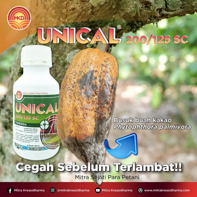 Waspadai Busuk Buah Kakao, Lindungi Tanaman dengan UNICAL® 200/125 SC
