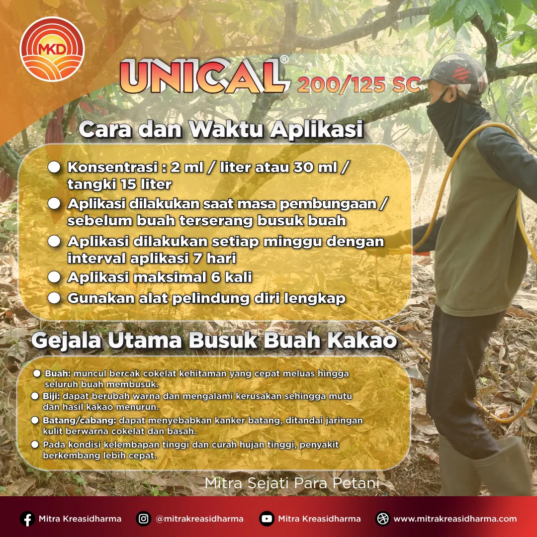 Waspadai Busuk Buah Kakao, Lindungi Tanaman dengan UNICAL® 200/125 SC
