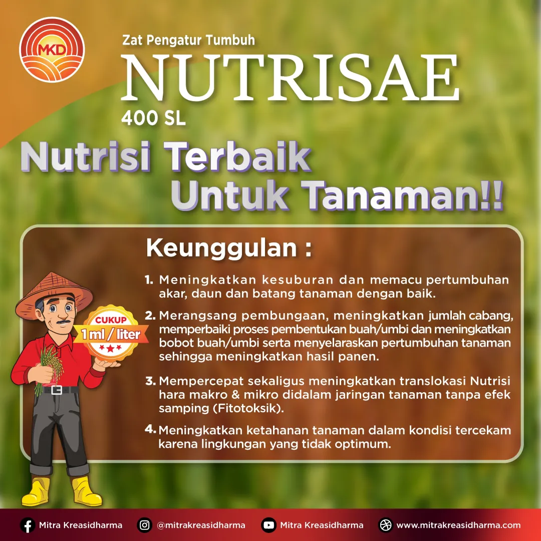 Kini Telah Hadir! NUTRISAE 400 SL: Inovasi untuk Meningkatkan Kualitas Hasil Panen