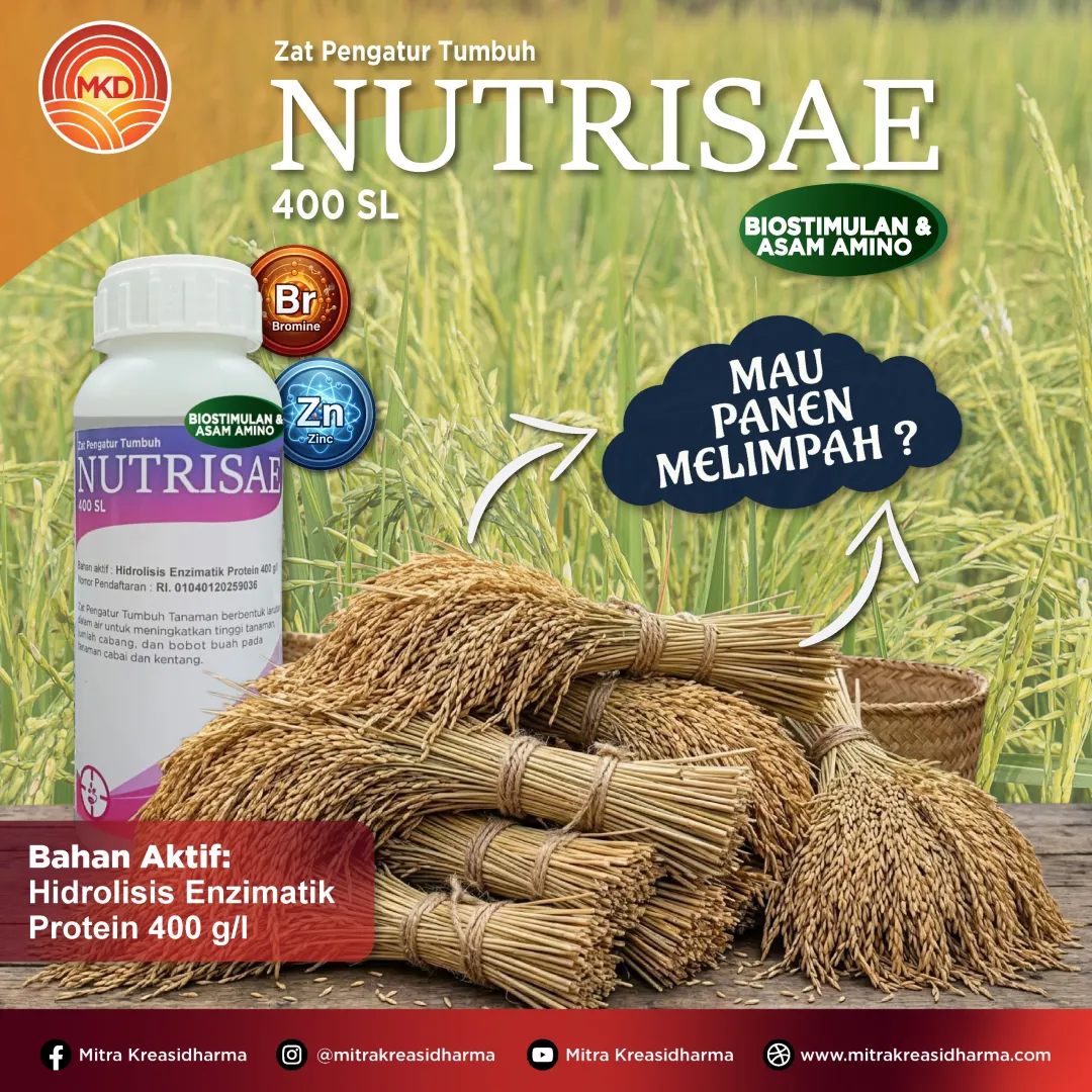 Optimalkan Pertumbuhan Padi untuk Panen Berkualitas Bersama NUTRISAE 400 SL