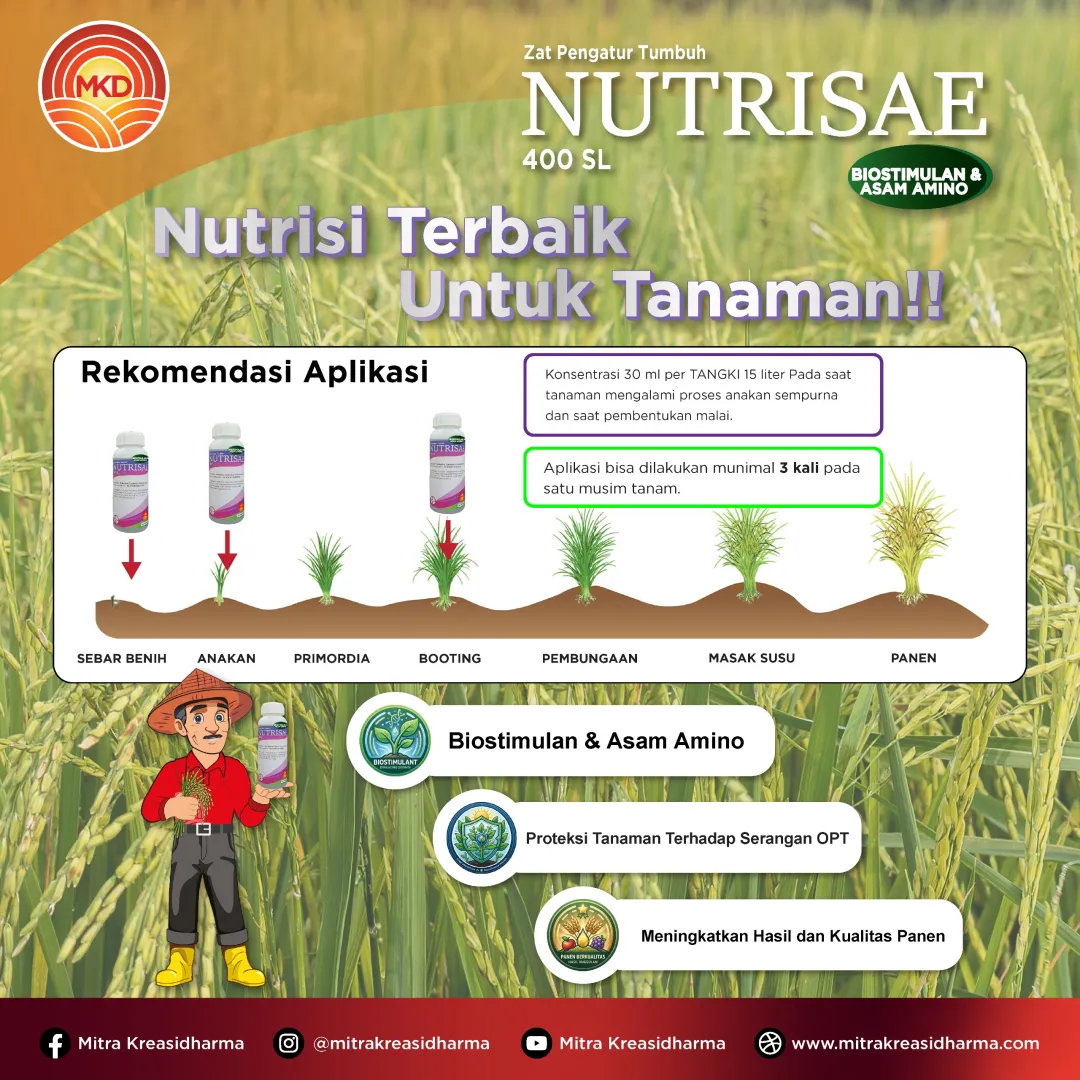 Optimalkan Pertumbuhan Padi untuk Panen Berkualitas Bersama NUTRISAE 400 SL