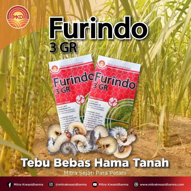 Lindungi Tebu Sejak Awal dari Hama Tanah dengan FURINDO® 3 GR