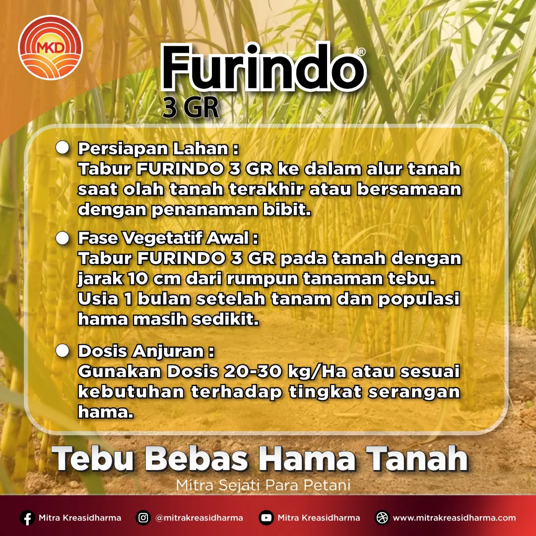 Lindungi Tebu Sejak Awal dari Hama Tanah dengan FURINDO® 3 GR