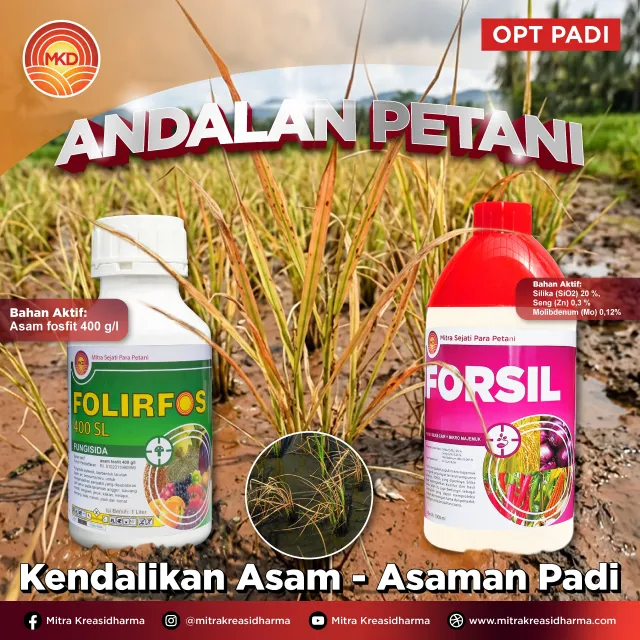 Atasi Gejala Asam-Asaman pada Padi dengan FOLIRFOS 400 SL + FORSIL
