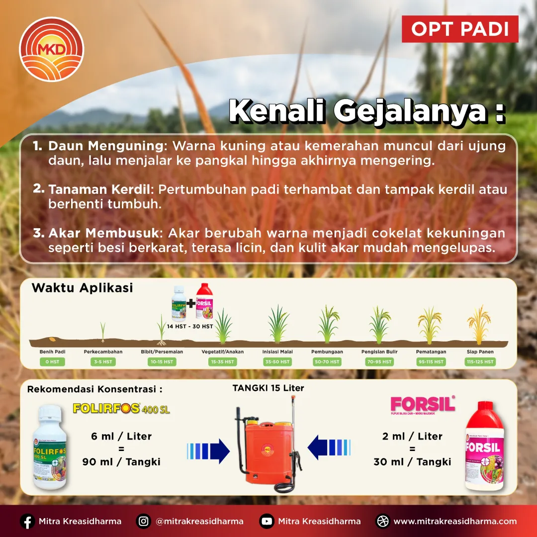 Atasi Gejala Asam-Asaman pada Padi dengan FOLIRFOS 400 SL + FORSIL